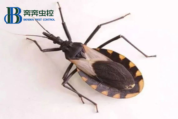 錐蝽到底是什么蟲(chóng)？