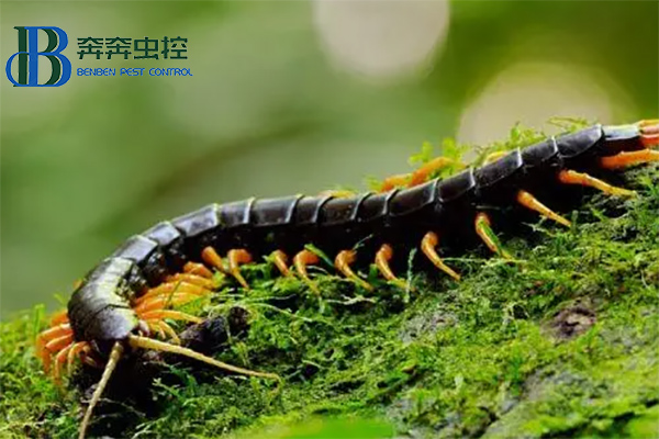 如何預(yù)防蜈蚣
