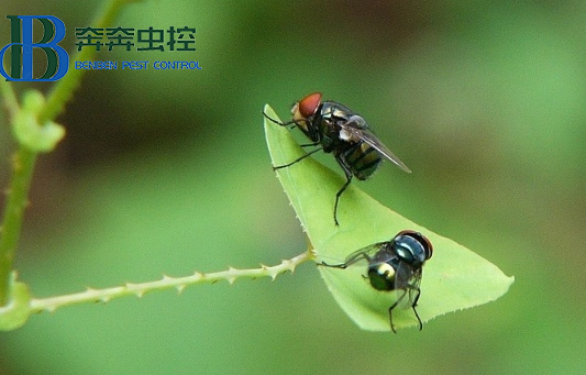 蒼蠅為什么要搓手？