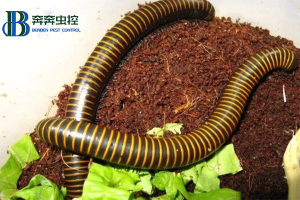 消滅馬陸蟲(chóng)的小妙招