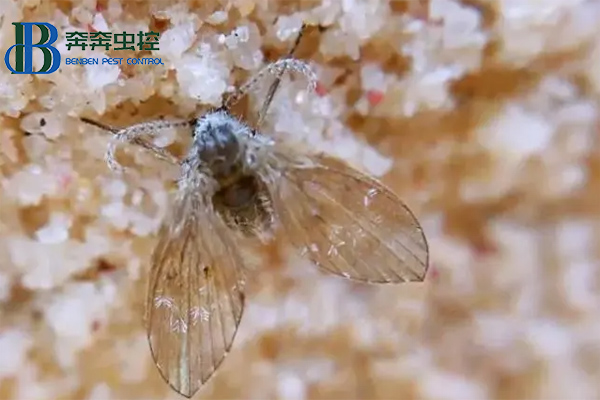 衛(wèi)生間里來了蛾蠓怎么辦？