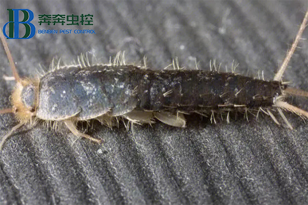 衣魚蟲怎樣徹底清除？