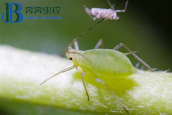如何防治蚜蟲？