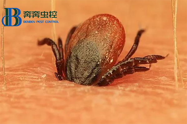 夏日注意蜱蟲的侵害！