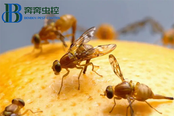 果蠅怎么消滅才能最有效呢？