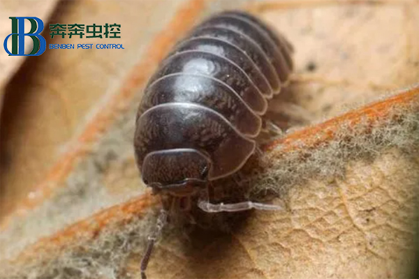 鼠婦是什么，對(duì)人有害嗎？
