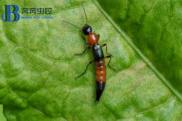 夏日蚊蟲(chóng)多，小心隱翅蟲(chóng)！