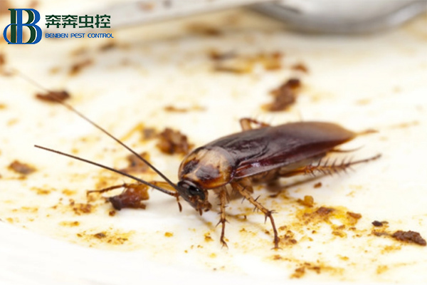 如何高效的殺滅蟑螂？