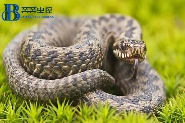 夏季蛇咬傷高發(fā)期 當(dāng)心“蛇出沒(méi)”