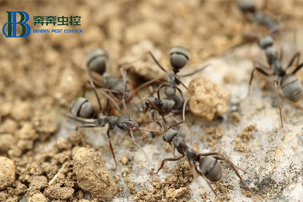 家庭螞蟻的常見(jiàn)防治方法