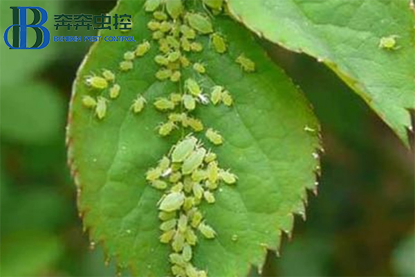 教你如何防治蚜蟲(chóng)，一季無(wú)蚜蟲(chóng)
