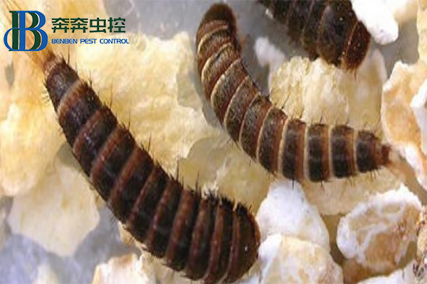 皮蠹幼蟲(chóng)怎么消滅