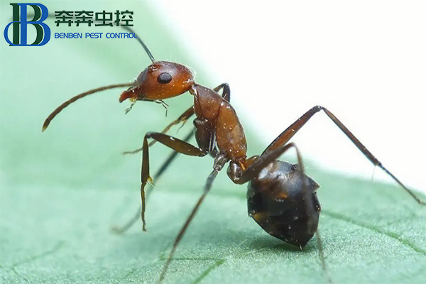 紅火蟻的危害有哪些？如何防治紅火蟻？