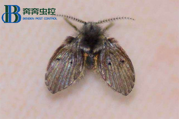 衛(wèi)生間里來了蛾蠓怎么辦？