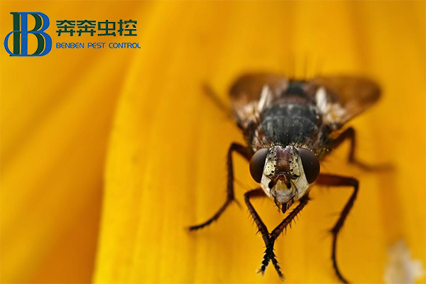 蒼蠅為什么總喜歡"搓手"？