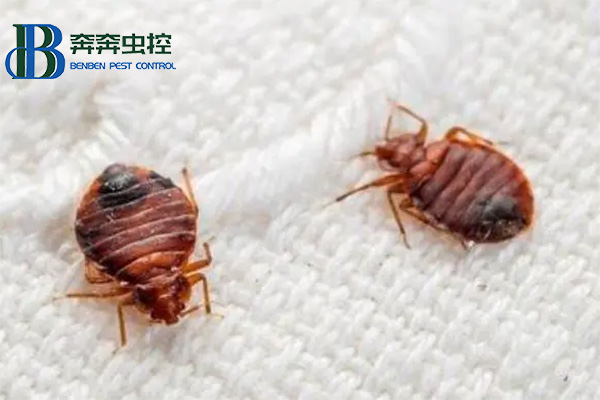 臭蟲怎么防 被叮咬后怎么辦？