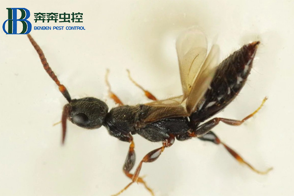 如何滅腫腿蜂？