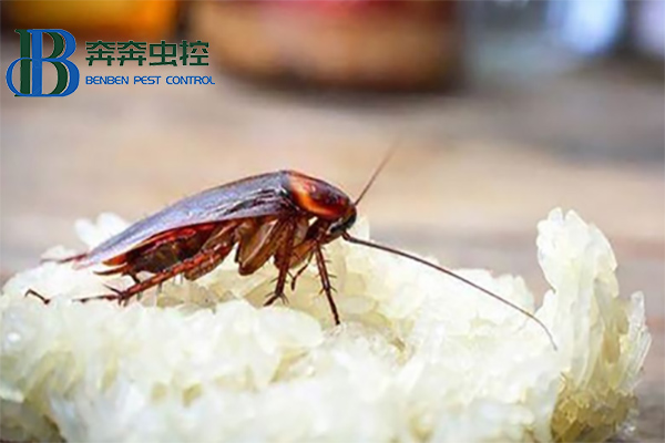 蟑螂這么強(qiáng)，怎樣才能徹底消滅蟑螂？