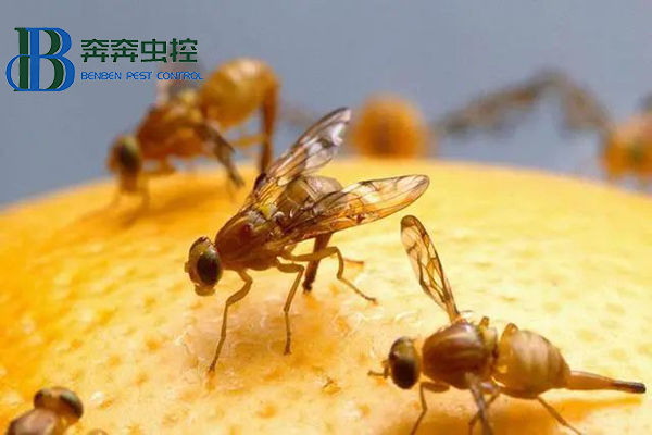 如何滅煩人的小飛蟲
