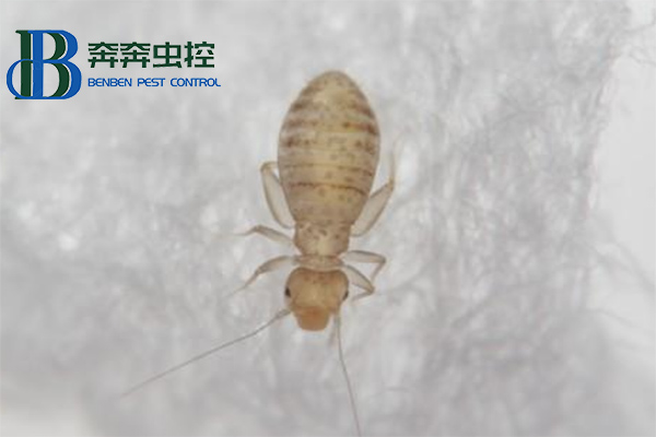 家里有書虱，應該怎么消滅干凈？