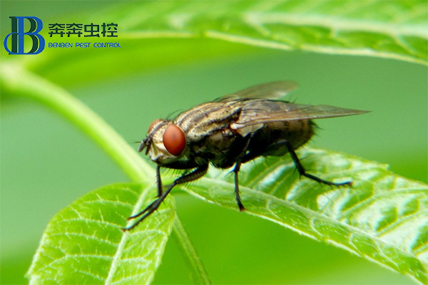 ?消滅蒼蠅，你知道有多少招嗎？