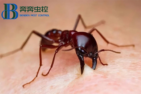 紅火蟻有多可怕？如何防治！