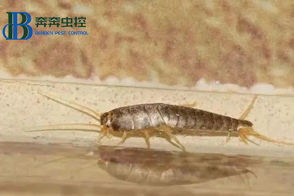 夏季如何控制及預防衣魚蟲？
