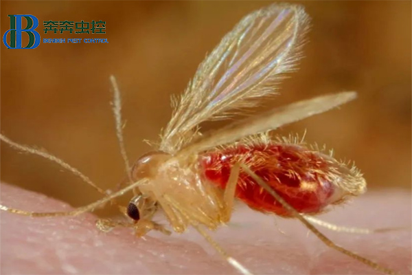 白蛉，吸血小惡魔