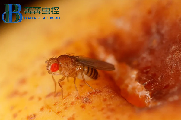 果蠅的危害與防治，果蠅怎么消滅？