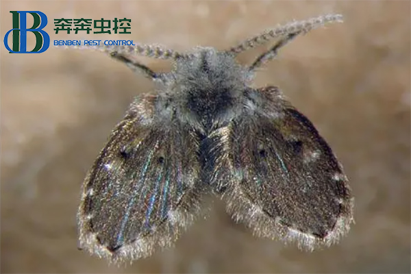 下水道蛾蠓幼蟲長什么樣？蛾蠓怎么消滅？