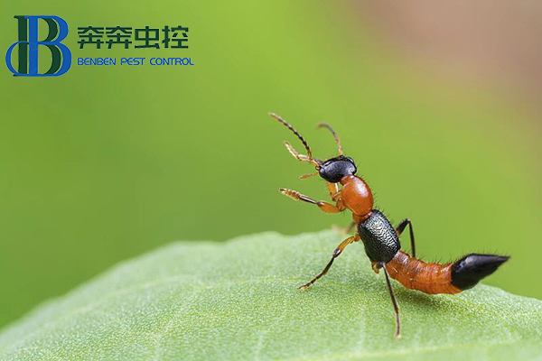 夏日蚊蟲多，小心隱翅蟲！