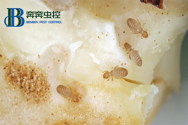 書虱的習性危害及防治方法