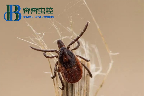 蜱蟲如何正確防治？