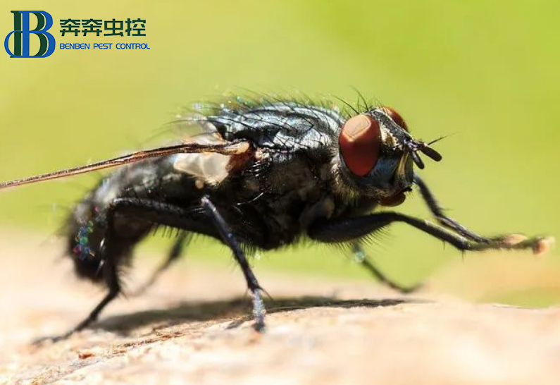 蒼蠅亂飛怎么驅(qū)趕？