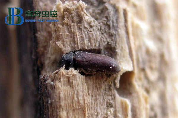 藏在木質(zhì)家具里的蟲子是什么？