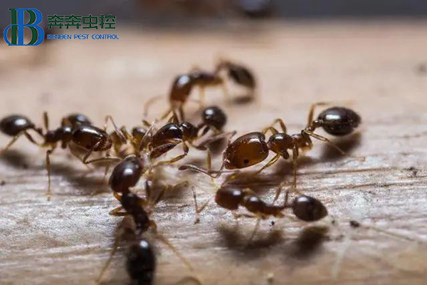 如何防治紅火蟻？讓上海滅蟲公司來告訴你！