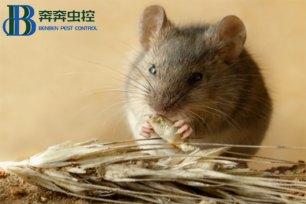 褐家鼠的認(rèn)識和防治
