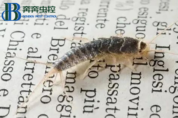 衣魚蟲是怎么滋生的？