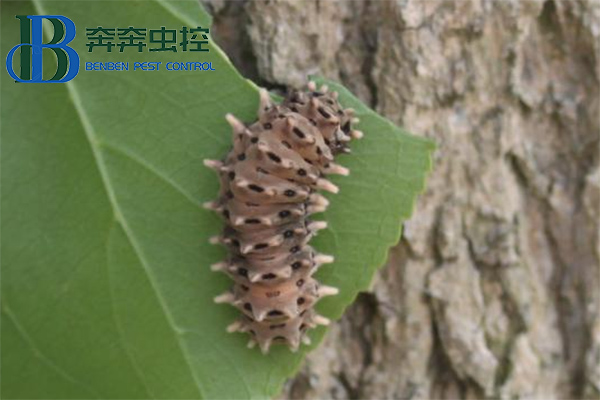 最近上海街頭這種蟲子橫行？