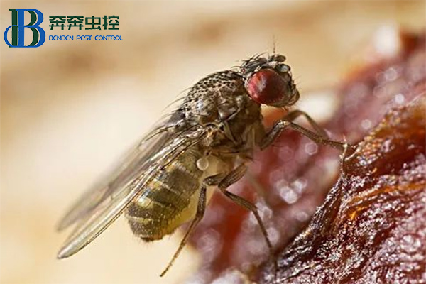 果蠅是怎么來的？怎么消滅果蠅？