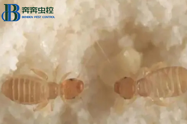 家里為什么有書虱？書虱如何治？