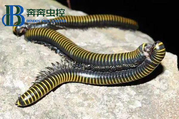 為什么會大量出現(xiàn)馬陸？