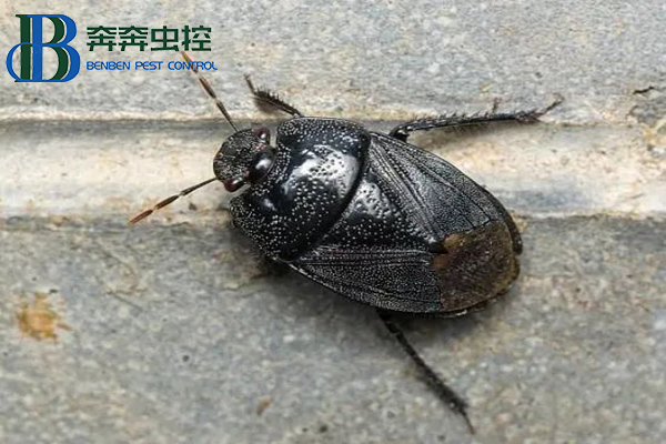 不速之客黑殼蟲，是土蝽別怕！
