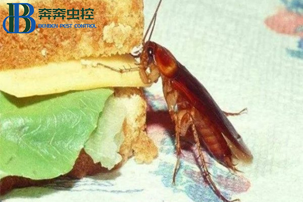 怎么防治蟑螂有效？？？