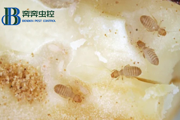 家里為什么有書虱？書虱如何治？