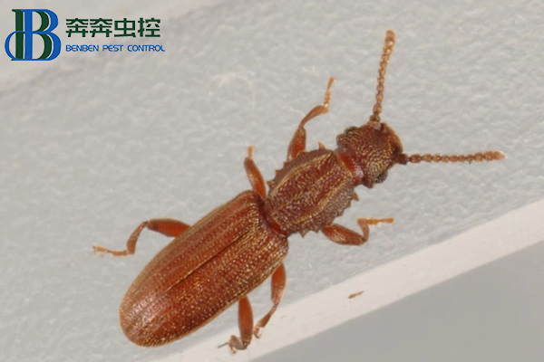 鋸谷盜有危害嗎？如何防制？