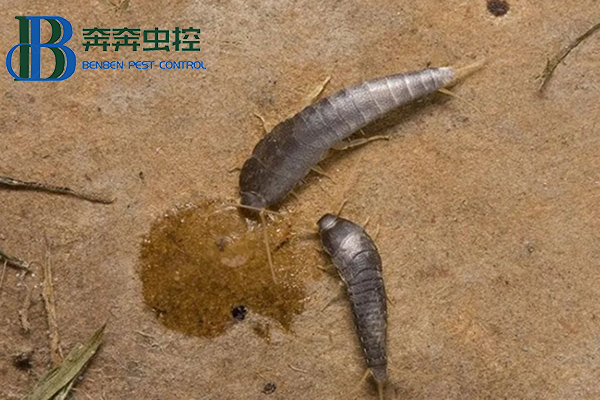 如何徹底消滅衣魚的方法