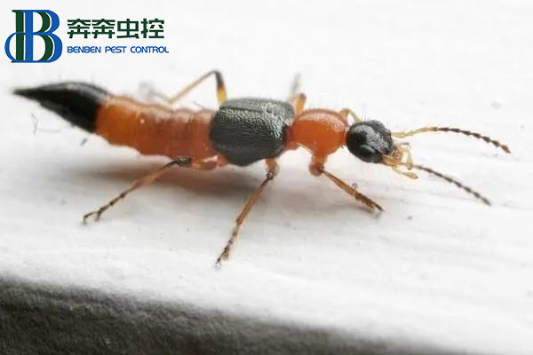 有只小蟲拍不得，一起來認(rèn)識隱翅蟲！