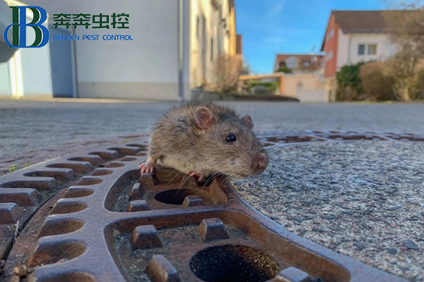 滅老鼠有效的方法有哪些？