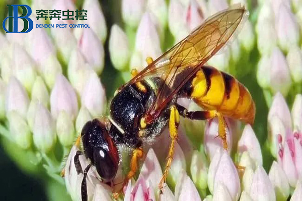 防治胡蜂的一些小知識